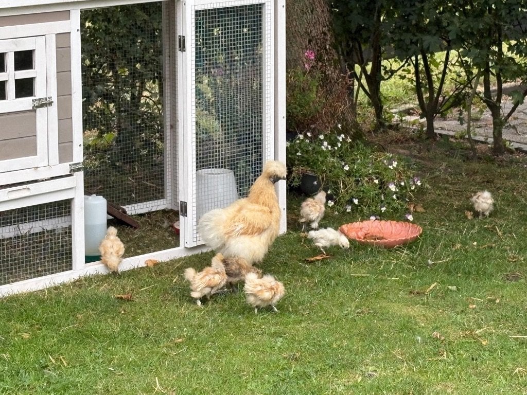 Prachtige zijdehoenders te koop diverse kleuren, Dieren en Toebehoren, Geslacht onbekend, Kip