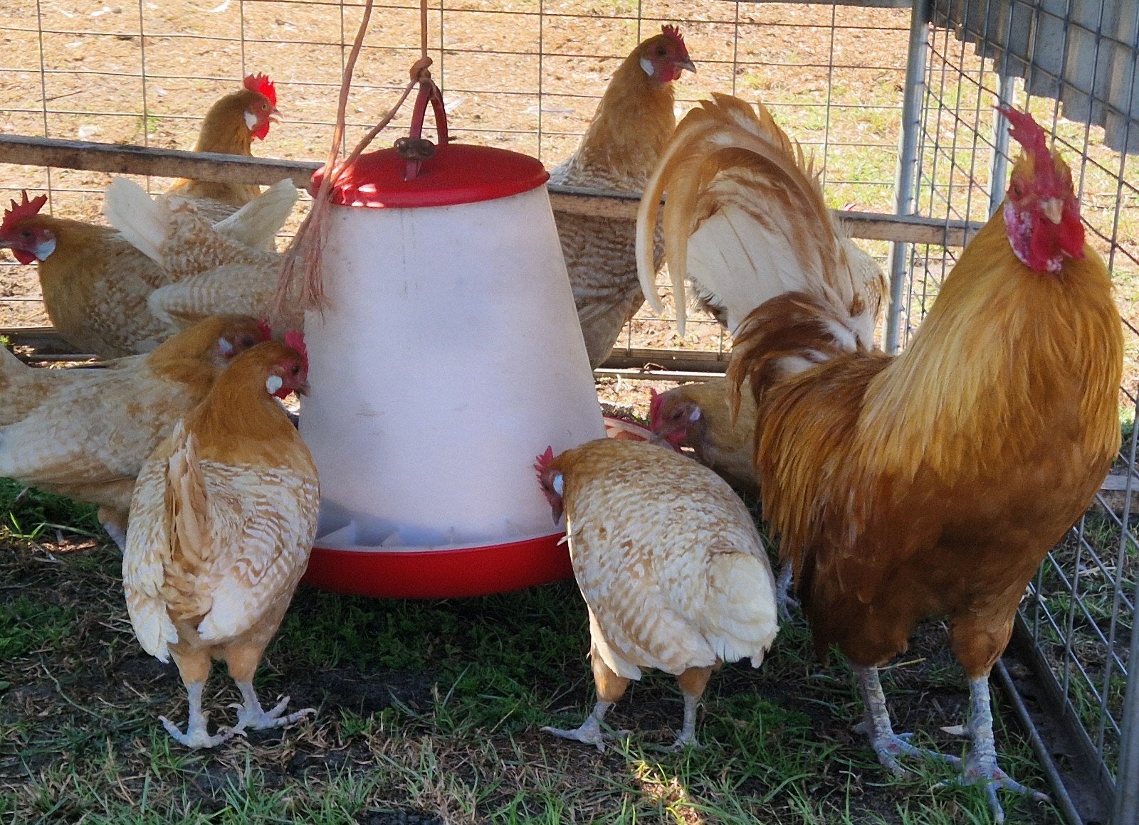 te koop friese geelwit pellen 10 hennen 1 haan, Meerdere dieren, Kip