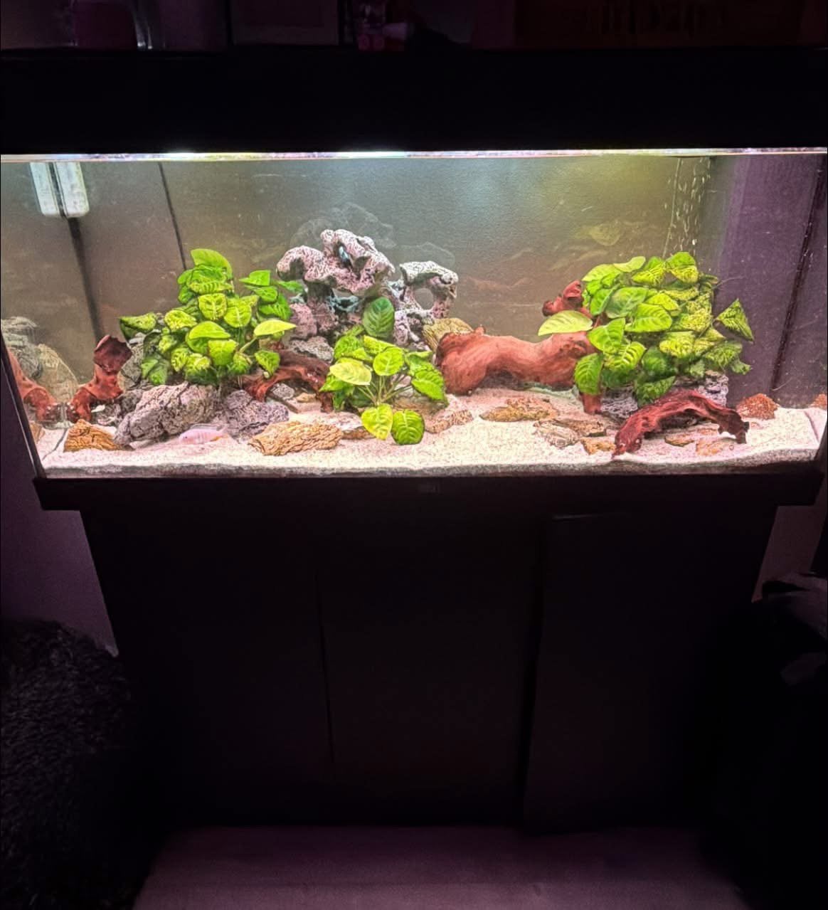 Juwel Rio zwart 180l., Ophalen, Gebruikt, Gevuld zoetwateraquarium, Pomp