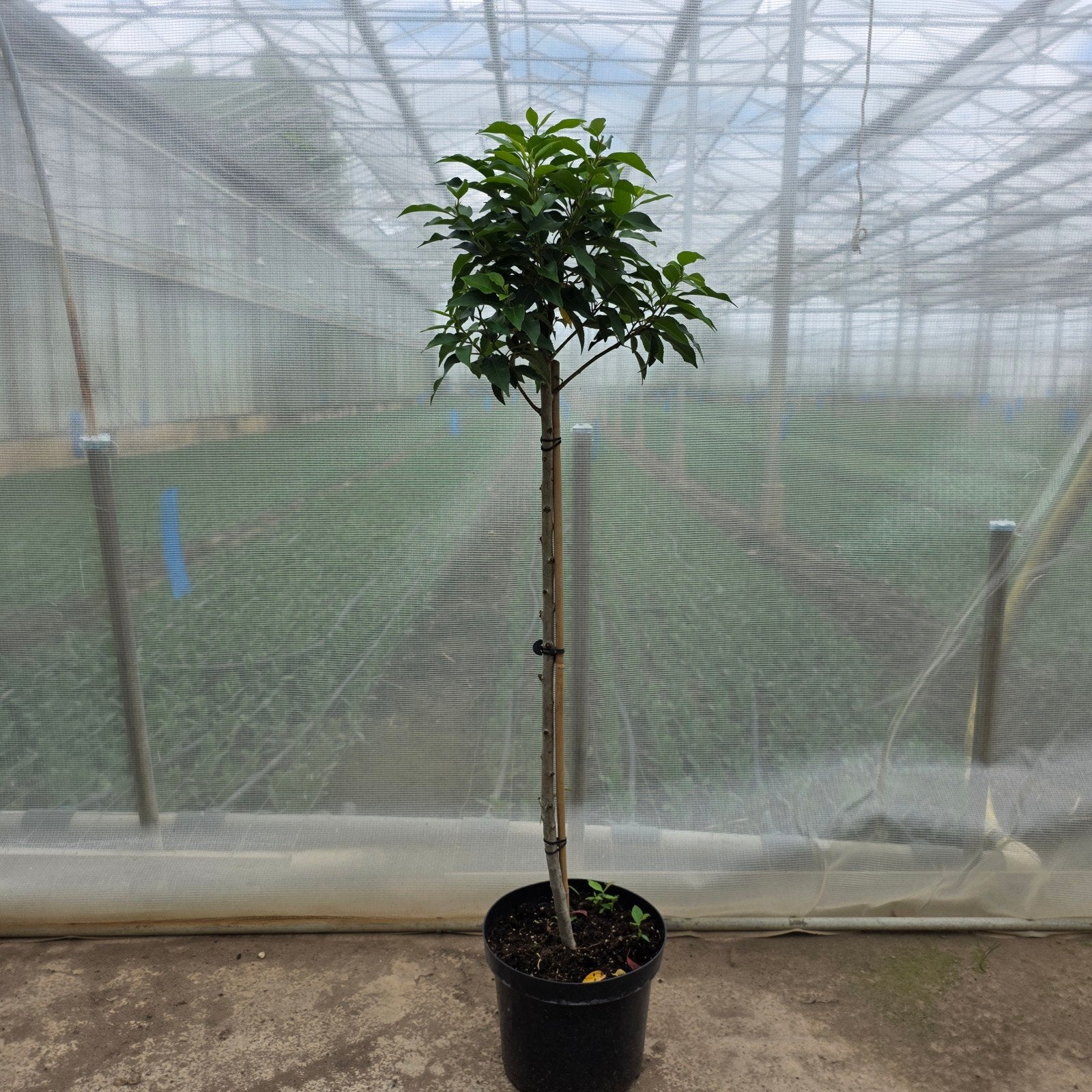 Portugese Laurier 1m - Prunus Lusitanica Angustifolia, Volle zon, Vaste plant, Lente, Ophalen