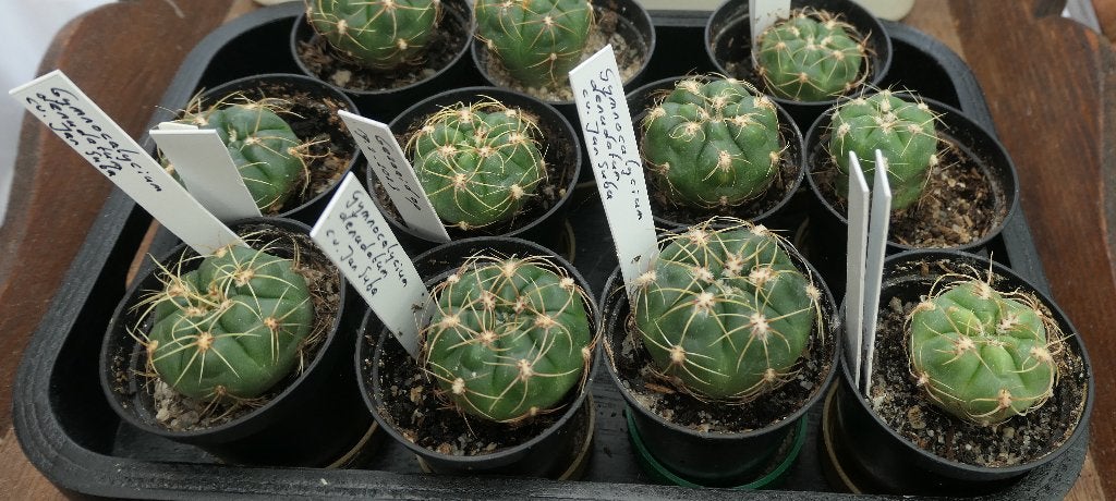 Cactussen voor 1 en 2 euro, Huis en Inrichting, Ophalen of Verzenden, Halfschaduw, Minder dan 100 cm