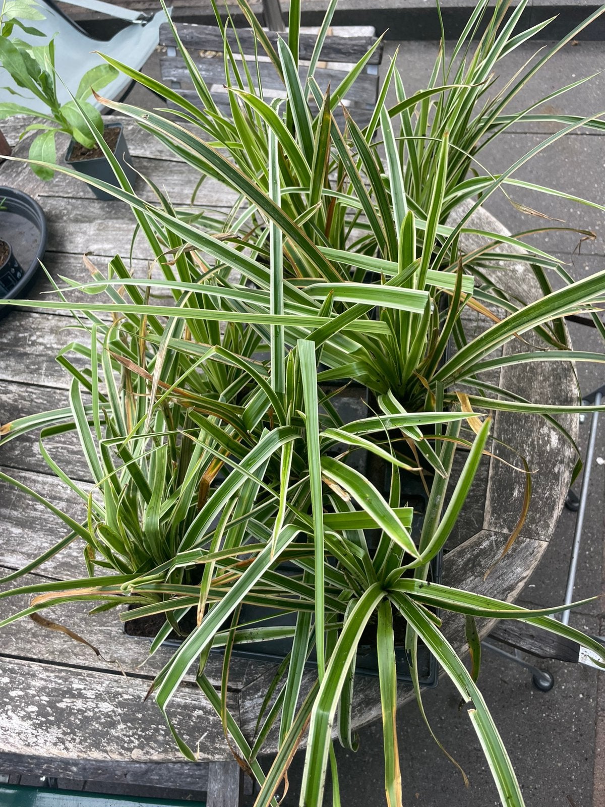 🌾 Japanse zegge - Carex morrowii - siergras - bodembedekker, Ophalen, Vaste plant, Siergrassen, Halfschaduw