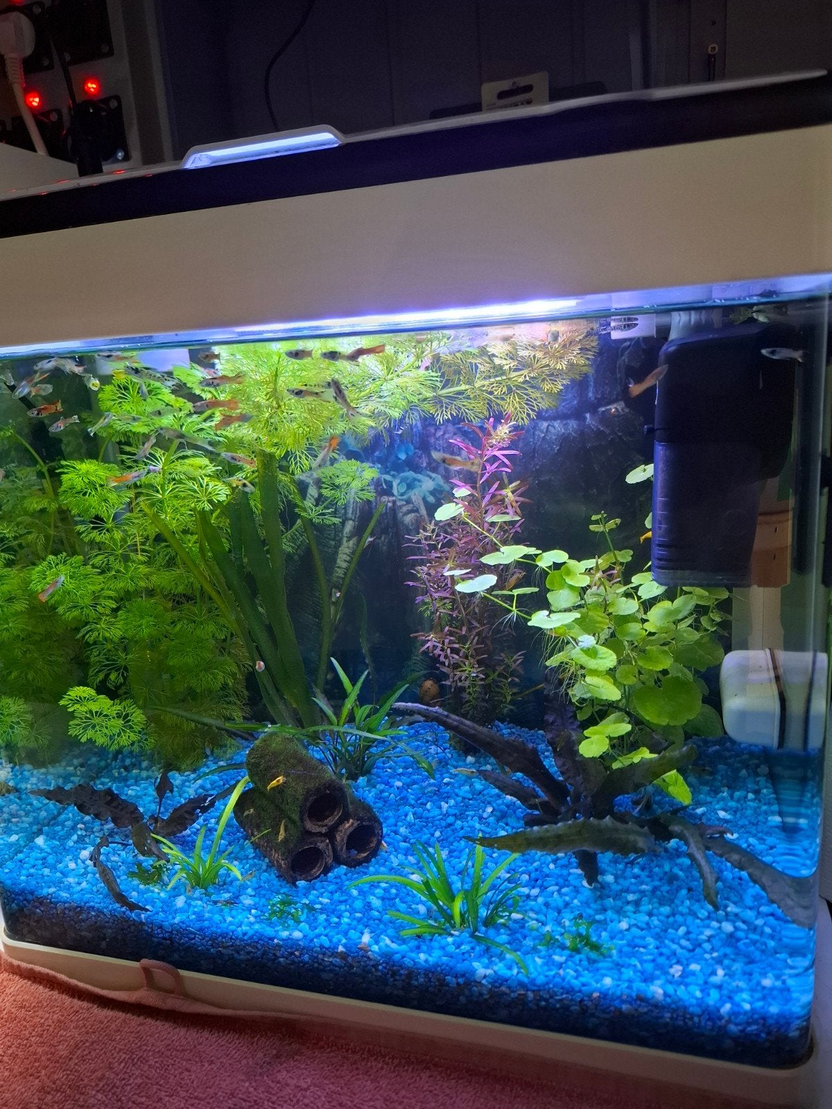 Superfish aquarium, Ophalen, Zo goed als nieuw, Gevuld zoetwateraquarium