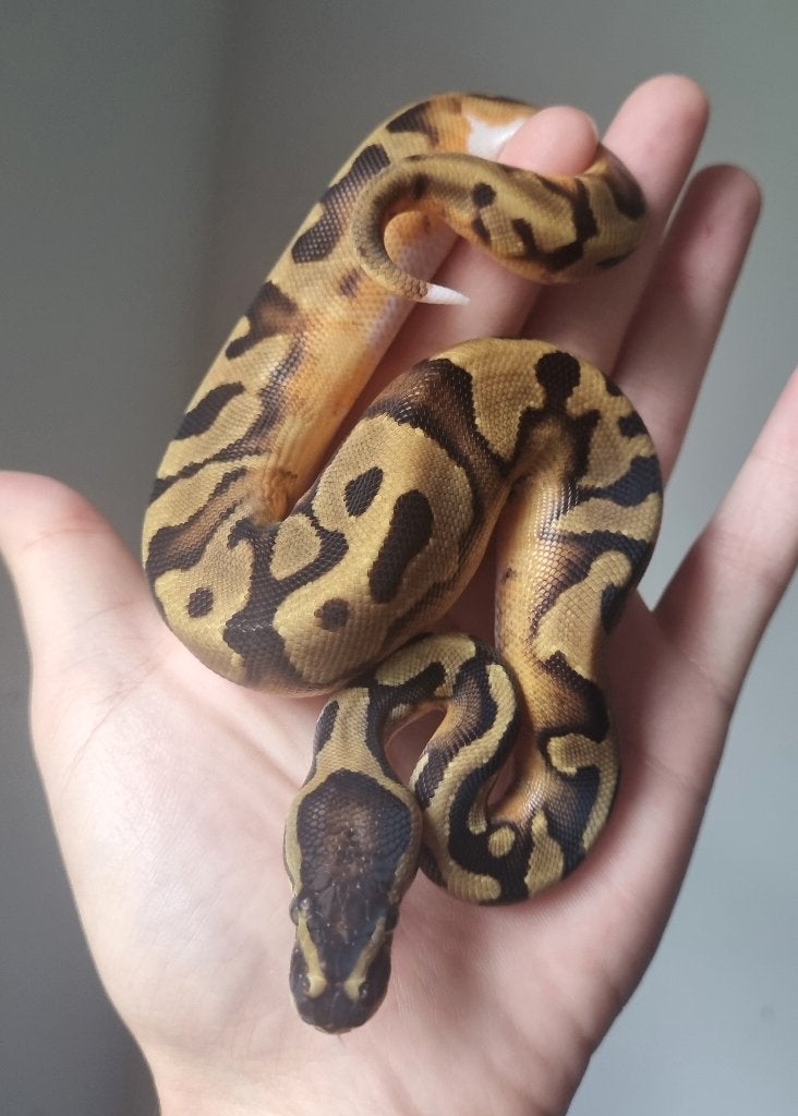0.1 enchi piebald koningspython Ball Python - female for sale from Snakesnballoons