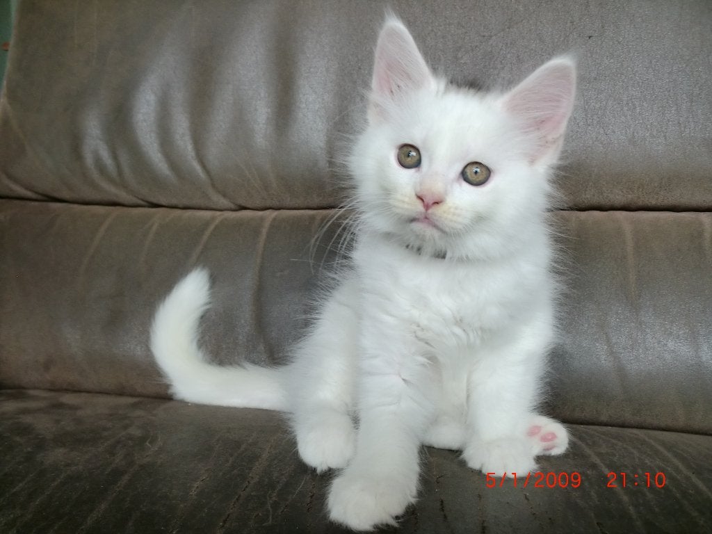 maine coon kittens, Meerdere dieren, Gechipt, 0 tot 2 jaar