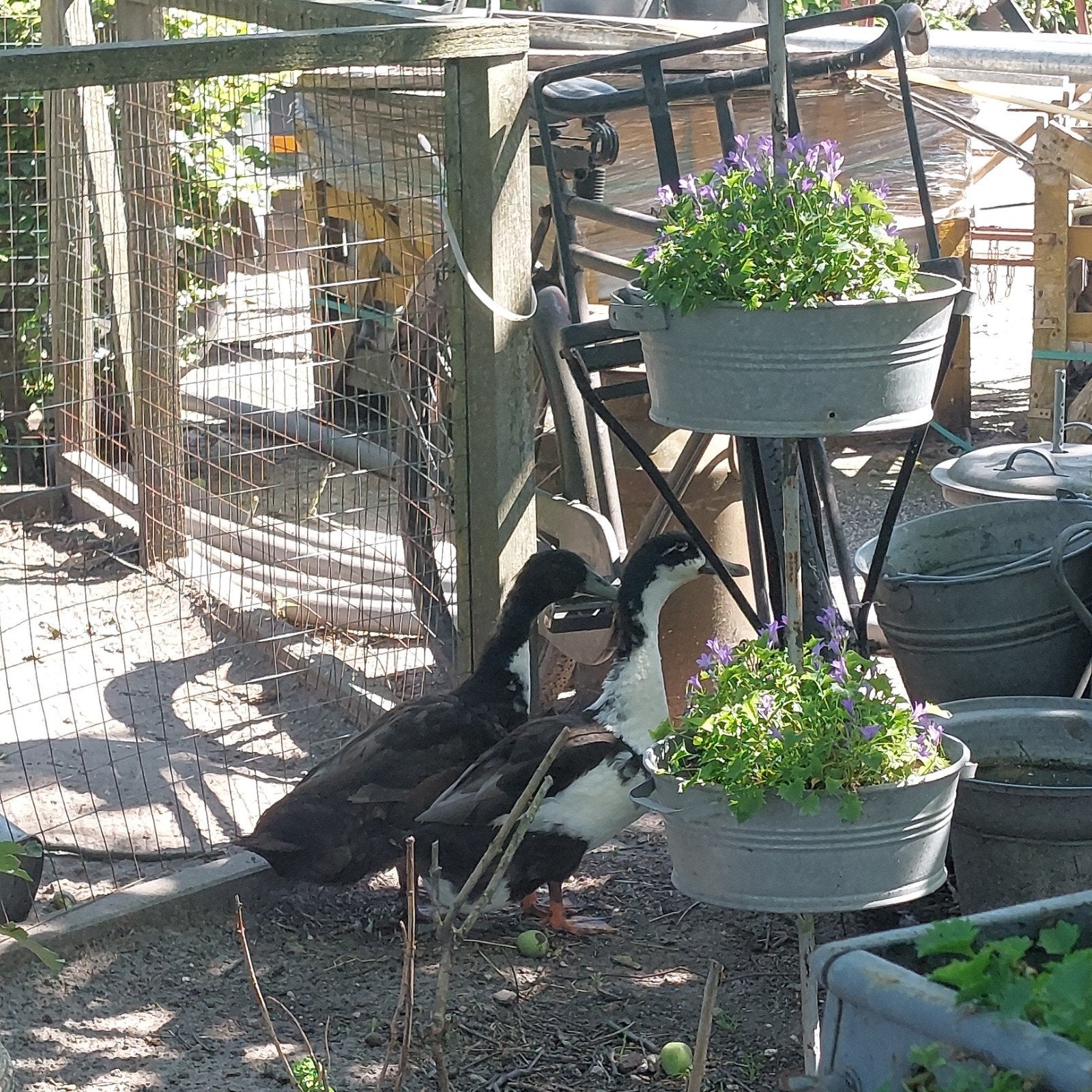 Loopeenden gratis ophalen, Meerdere dieren, Eend