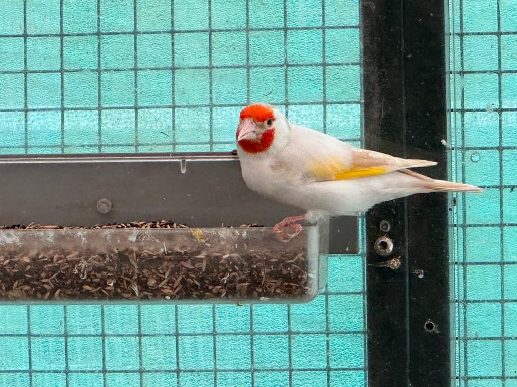 Satinet majoor pop 2025 reserve kweekvogel, Dieren en Toebehoren, Vogels | Overige Vogels, Vrouwelijk, Wildzangvogel