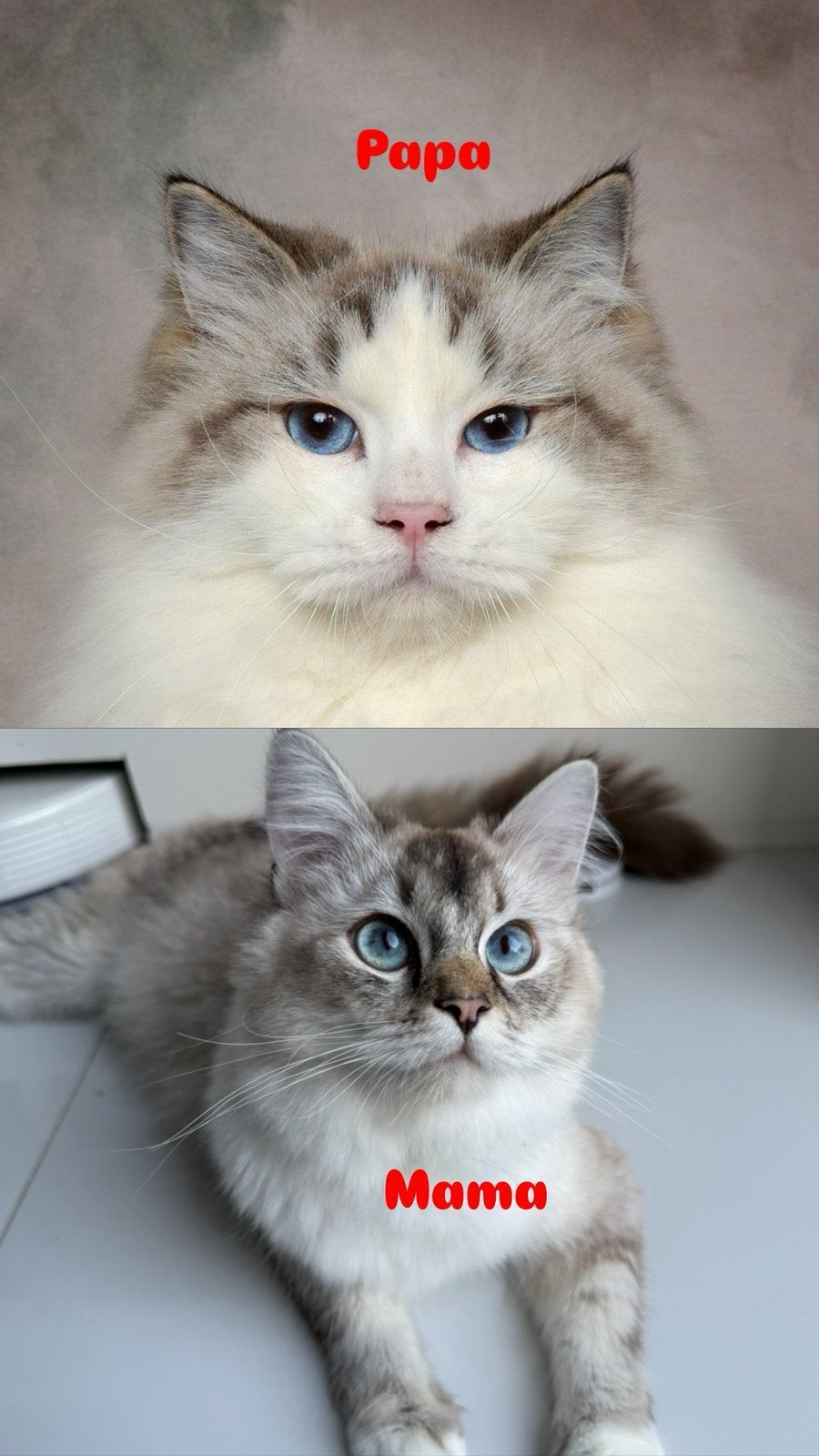 Raszuivere Ragdoll Kittens, Dieren en Toebehoren, Meerdere dieren, Langharig, 0 tot 2 jaar