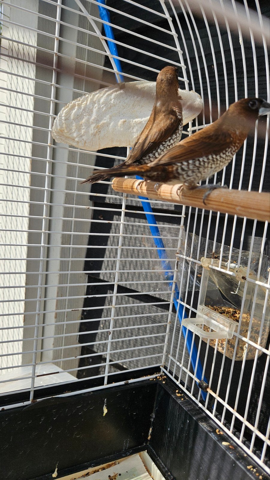 koppel muskaatvinken., Dieren en Toebehoren, Meerdere dieren
