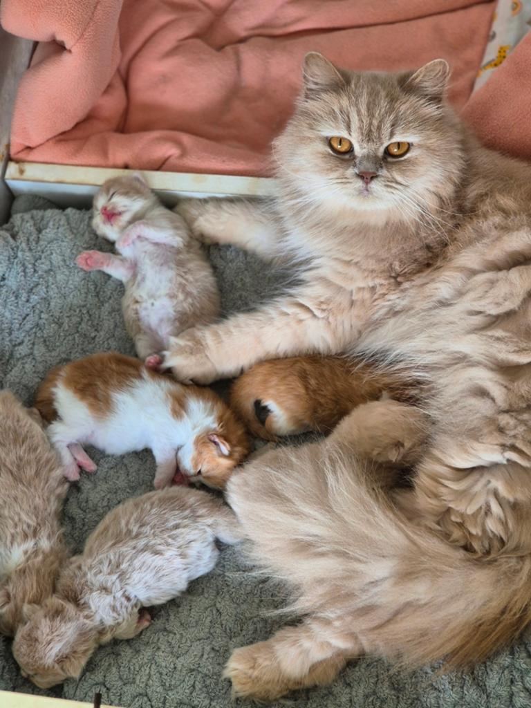 Britse langhaar kittens, Dieren en Toebehoren, Katten en Kittens | Raskatten | Korthaar, Meerdere dieren, Met stamboom