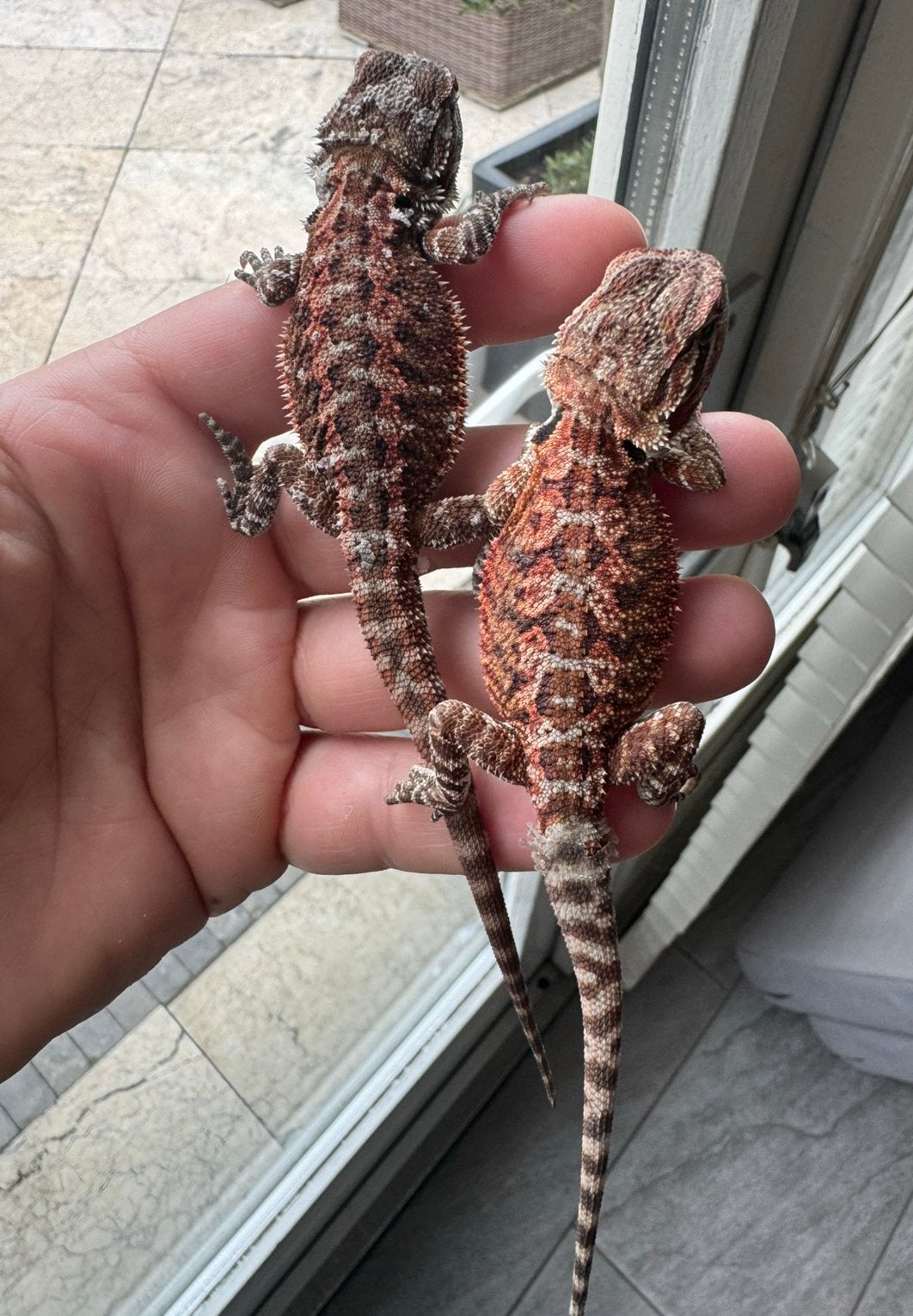 2 jonge baardagamen, Hagedis, 0 tot 2 jaar