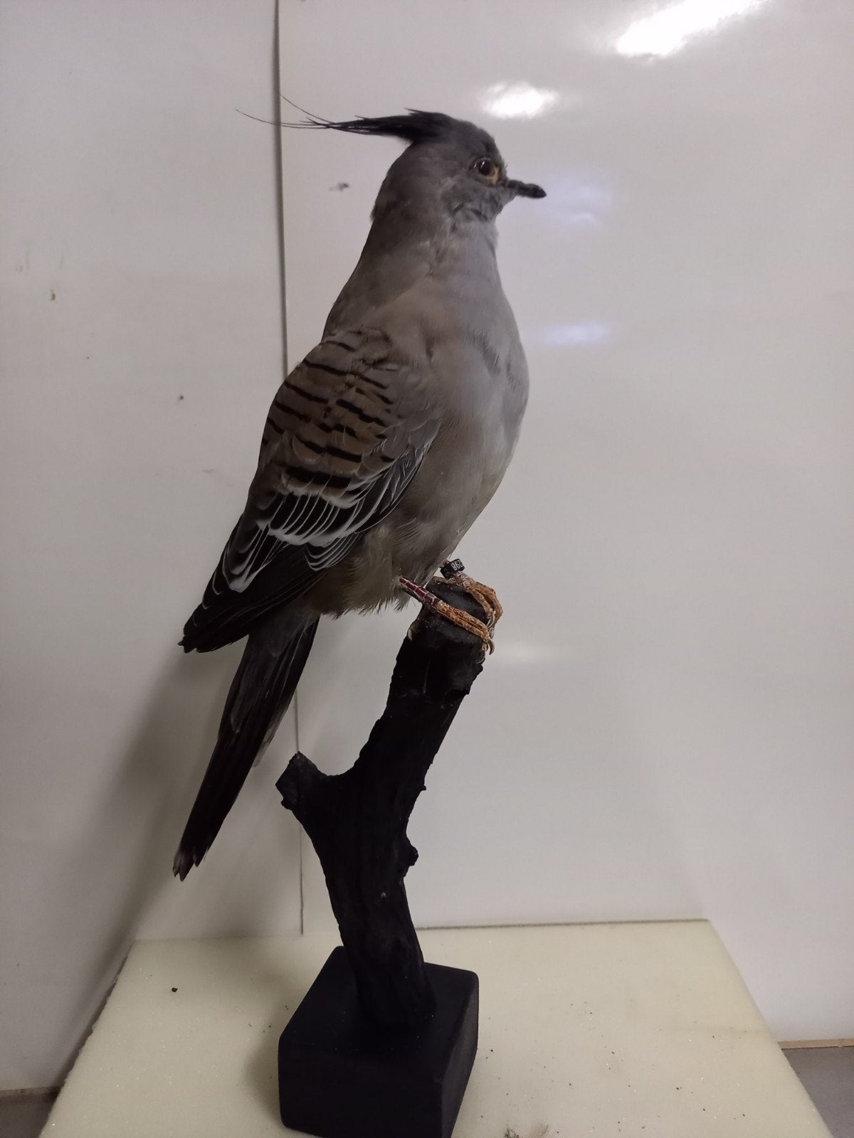 Opgezette Spitskuifduif, Verzamelen, Dierenverzamelingen, Ophalen of Verzenden, Vogel, Opgezet dier