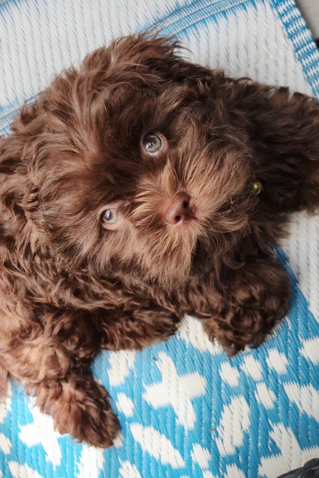 Nog maar 1 🌹prachtige Doodle/ ShihPoo  F1- Choco/, Dieren en Toebehoren, Honden | Chihuahua's en Gezelschapshonden, Parvo, 8 tot 15 weken