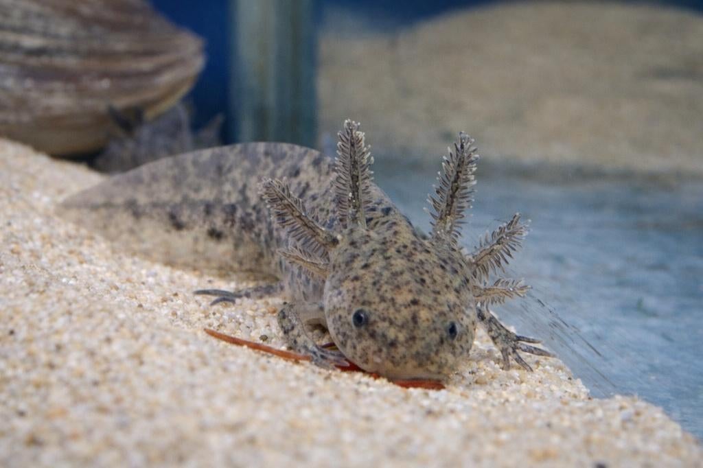 Prachtige Axolotls (Ambystoma mexicanum), Dieren en Toebehoren, 0 tot 2 jaar