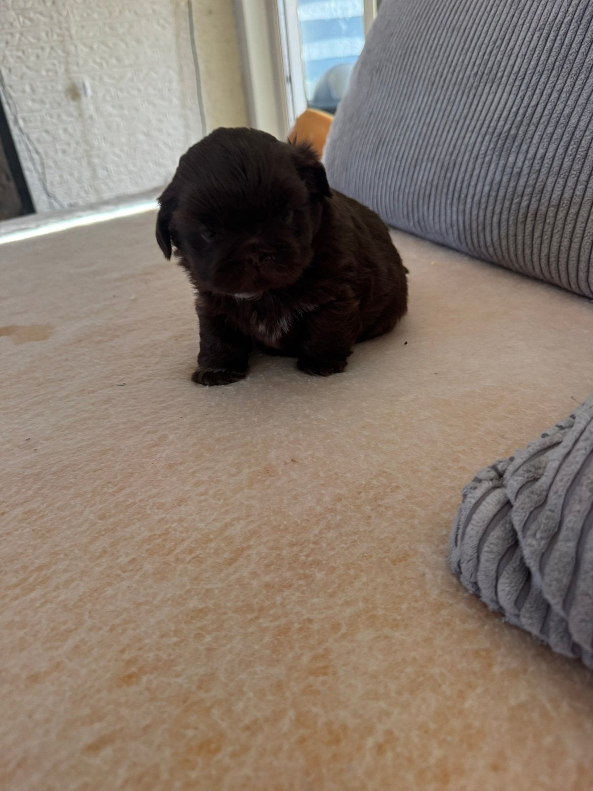 Nog 1 prachtige shitzu reutje choco te koop., Meerdere, Meerdere dieren, Klein, Nederland