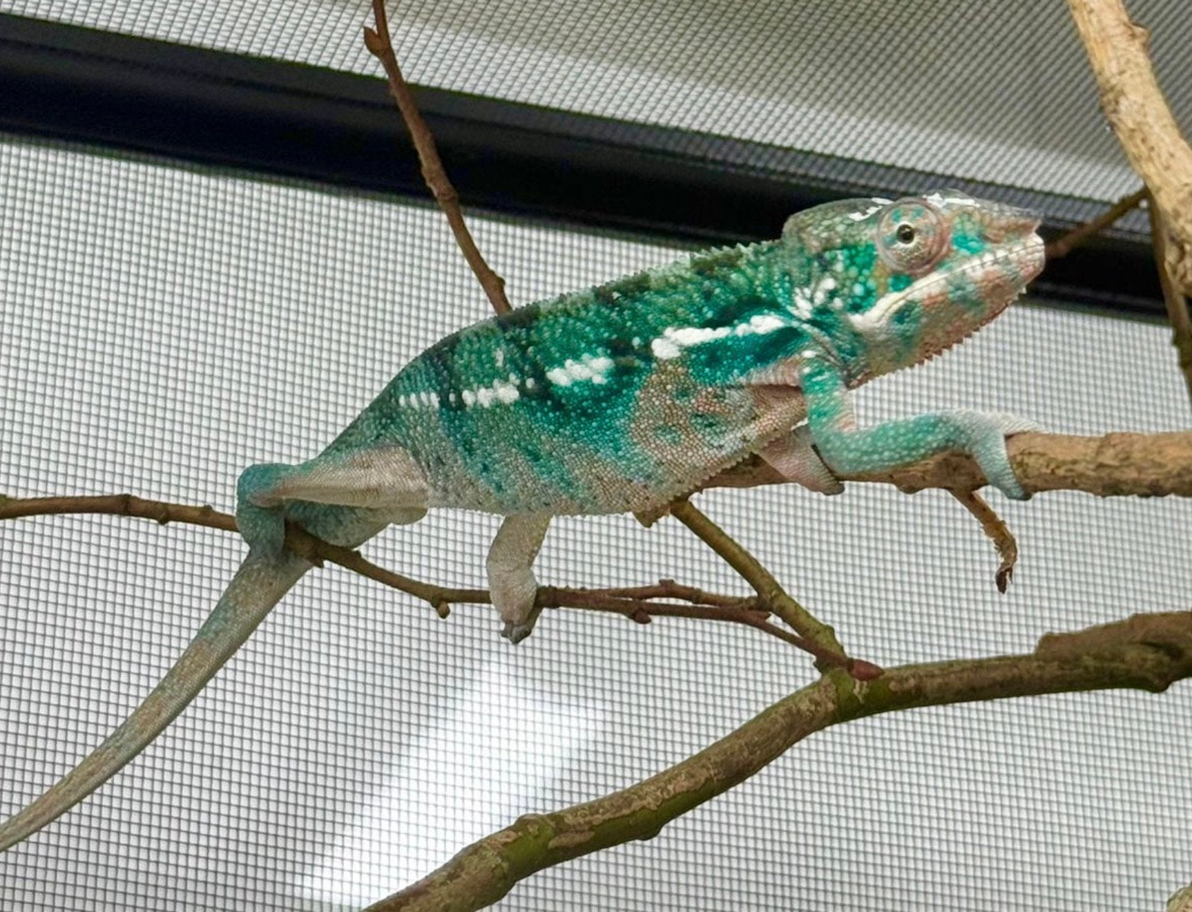 Panterkameleons manelijke NK25 met of zonder terrarium, Dieren en Toebehoren, Reptielen en Amfibieën, Hagedis, Met terrarium, 0 tot 2 jaar