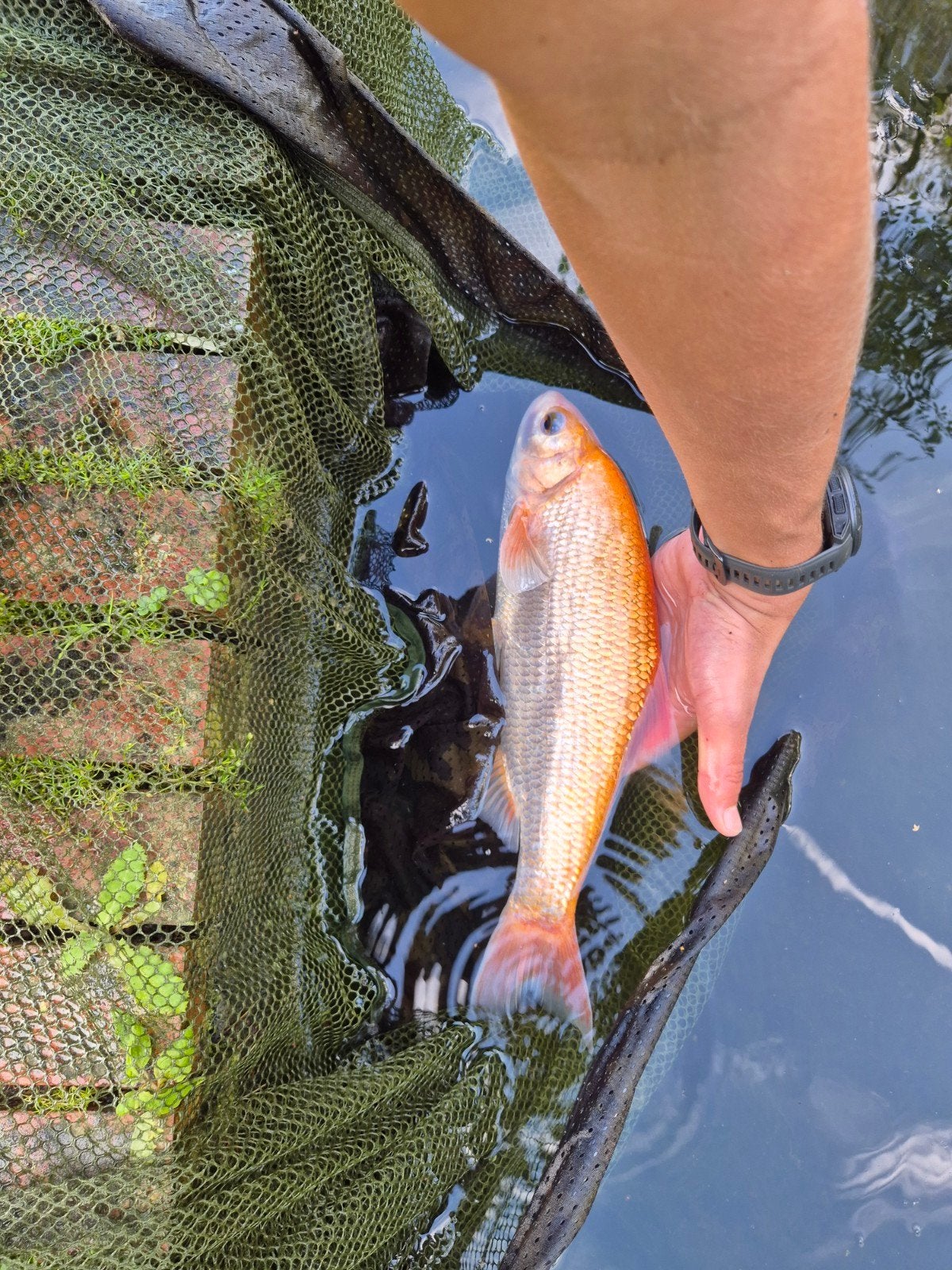 goudwindes, Dieren en Toebehoren, Karper of Koi