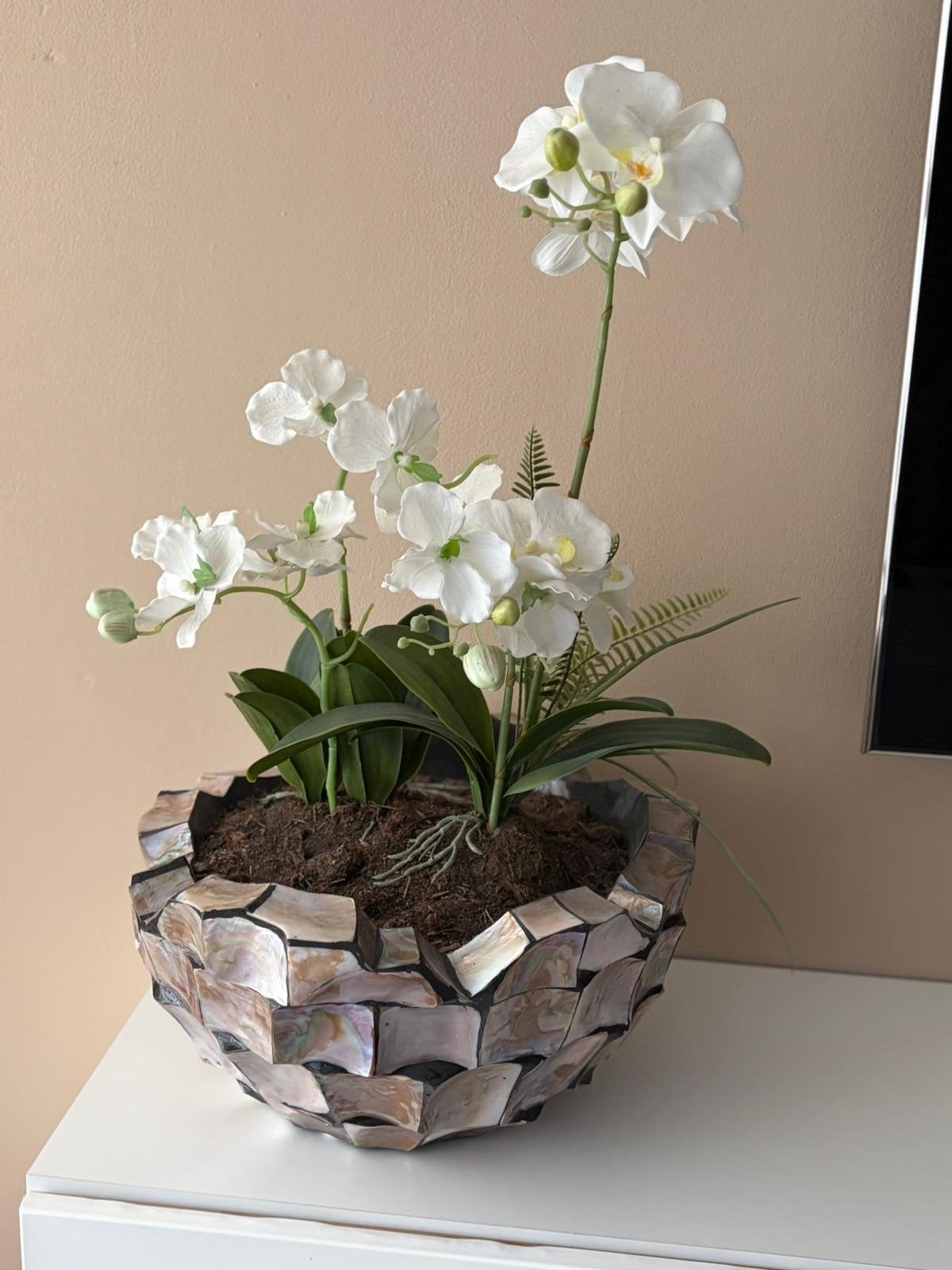 Prachtige witte orchidee in decoratieve pot, Overige soorten, In pot, Minder dan 100 cm, Bloeiende kamerplant