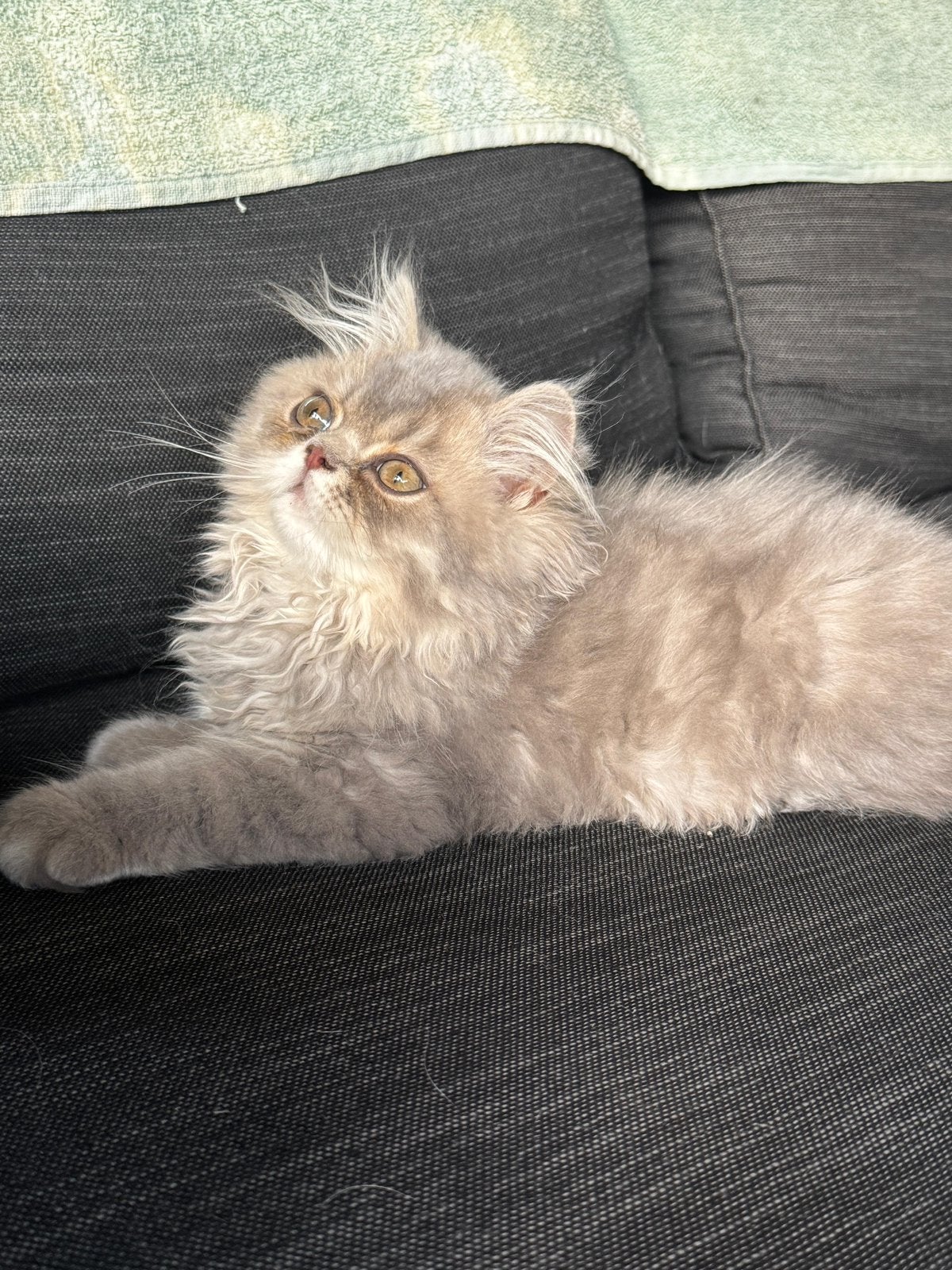 1 kat te koop., Dieren en Toebehoren, Katten en Kittens | Raskatten | Langhaar, Poes