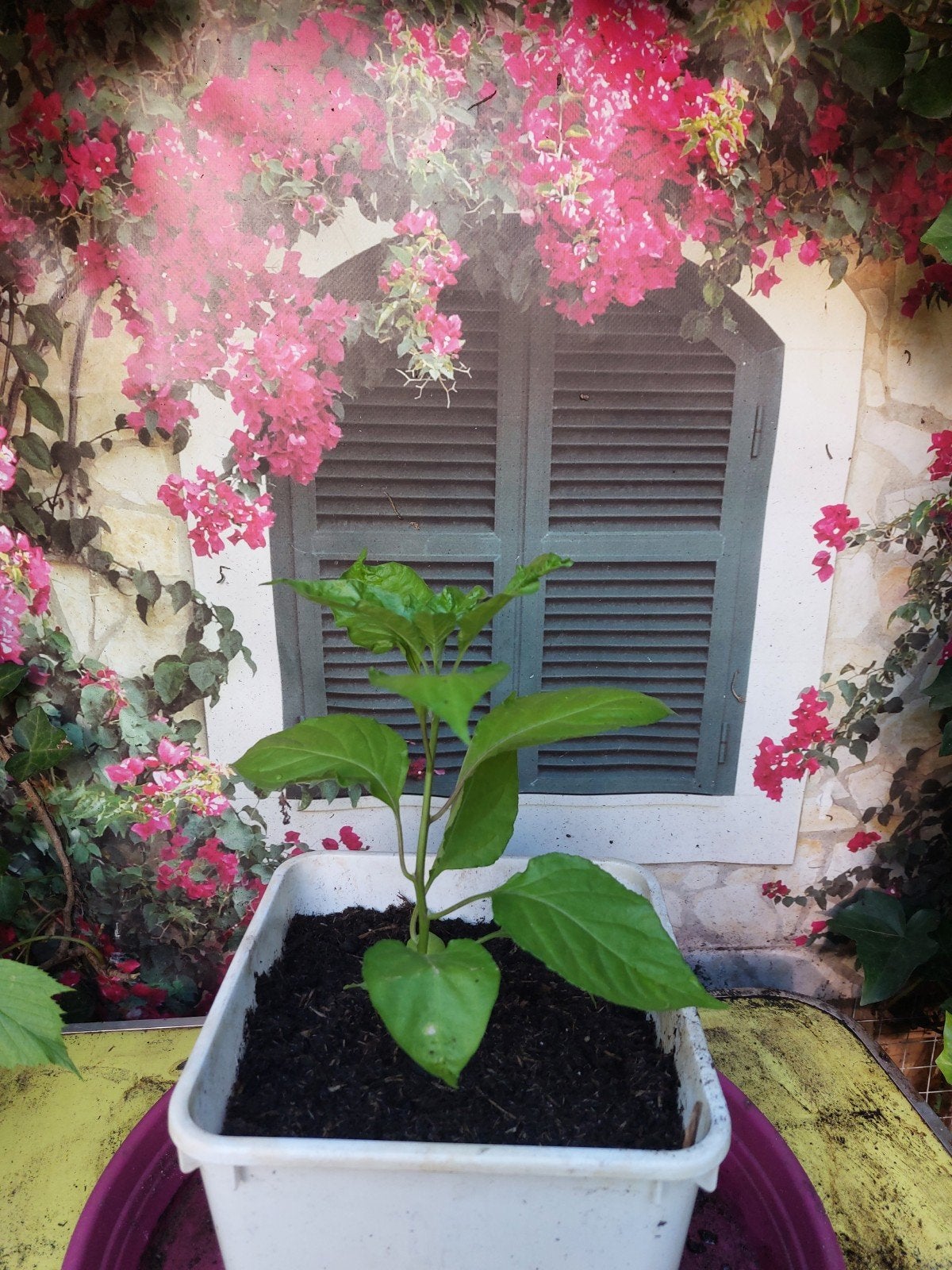 Habanero peperplant - biologisch, Tuin en Terras, Planten | Tuinplanten, Ophalen, Eenjarig, Volle zon