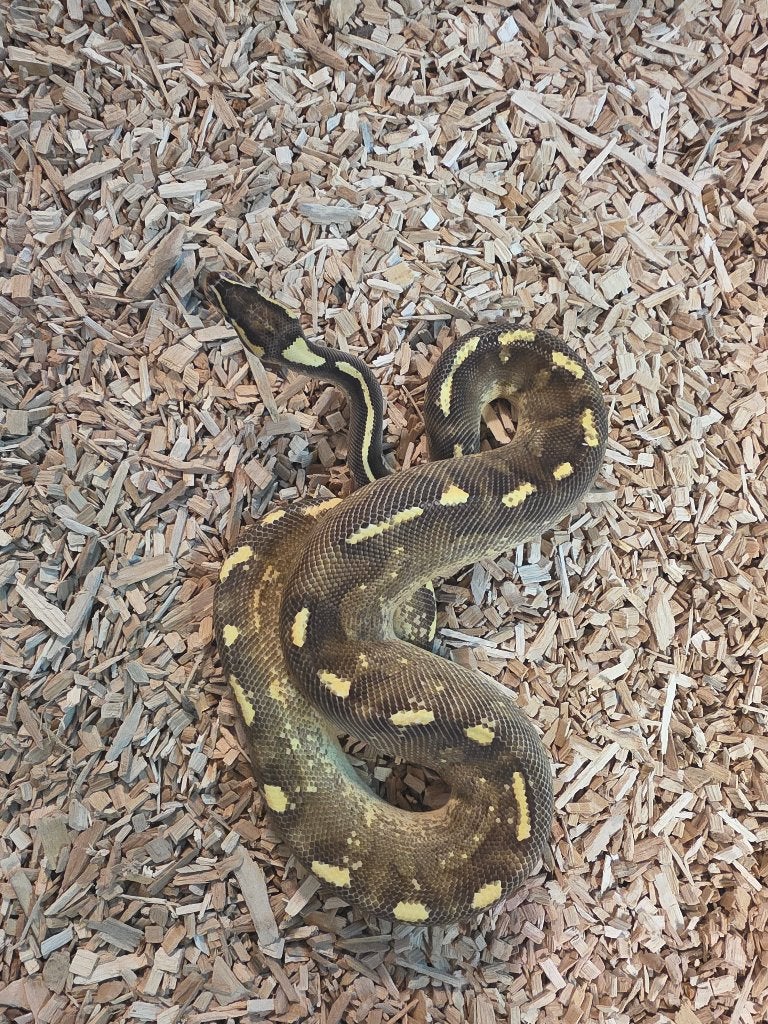 1.0 Asphalt Enchi Yellow Belly Ball Python photo 2