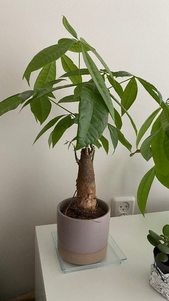 Mooie Pachira Aquatica (Geldboom) in pot, Overige soorten, In pot, Minder dan 100 cm, Groene kamerplant