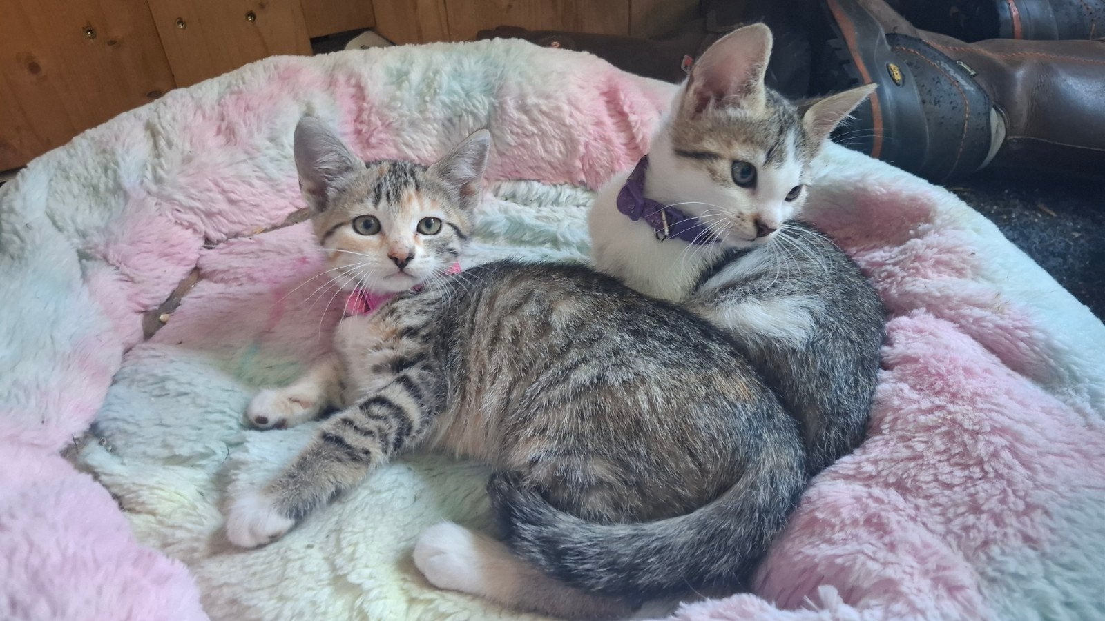 nog 2 prachtige boerderijkittens, Dieren en Toebehoren