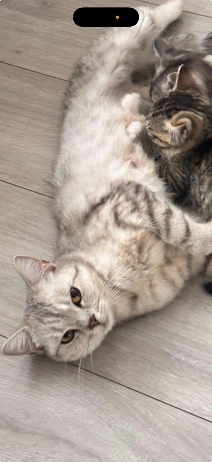 Britse korthaar, Dieren en Toebehoren, Poes, Langharig, 0 tot 2 jaar