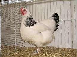 Sussex kippen in mooie kleuren., Dieren en Toebehoren, Pluimvee, Vrouwelijk, Kip