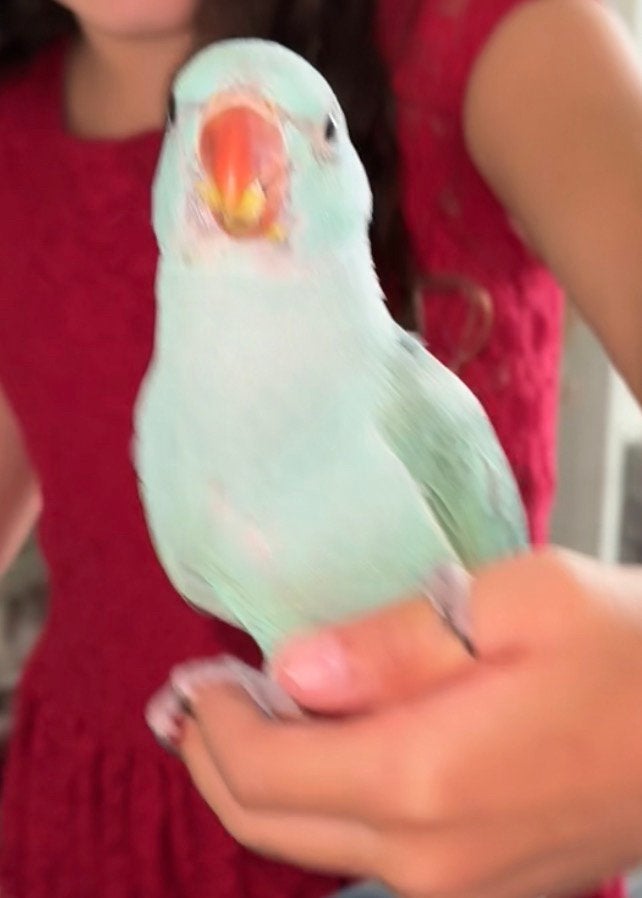 Vermist halsband, Dieren en Toebehoren, Mannelijk, Parkiet