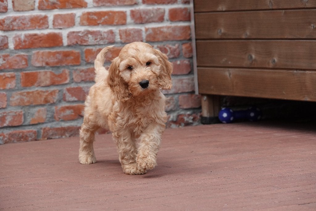 Prachtige Abrikoze en Sable Cockapoo pups, Dieren en Toebehoren, Parvo, België, Overige rassen, 8 tot 15 weken