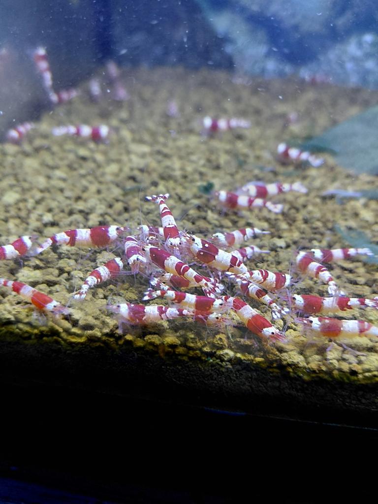 Crystal red garnaal, Ophalen of Verzenden, Nieuw