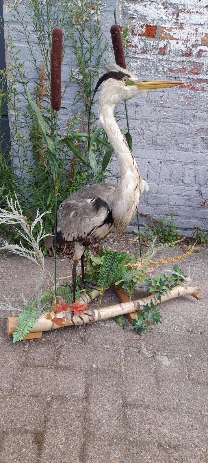 taxidermie, reiger, Ophalen, Gebruikt, Opgezet dier