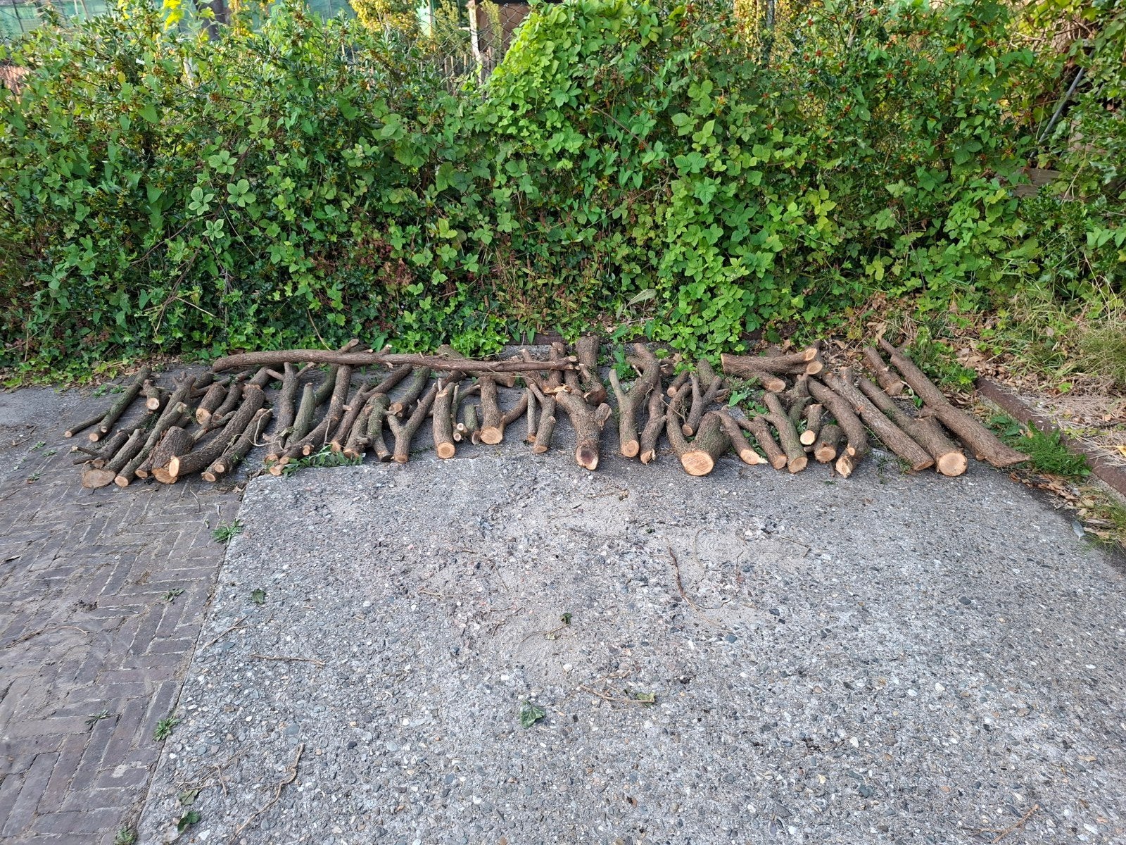 taxus hout voor mooi draaiwerk, Ophalen, Overige typen, Nieuw, 50 mm of meer