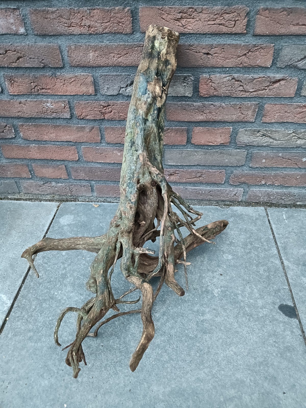leuke stuk Kienhout, Dieren en Toebehoren, Vissen | Aquaria en Toebehoren, Ophalen of Verzenden, Gebruikt, Plant(en), Steen of Hout