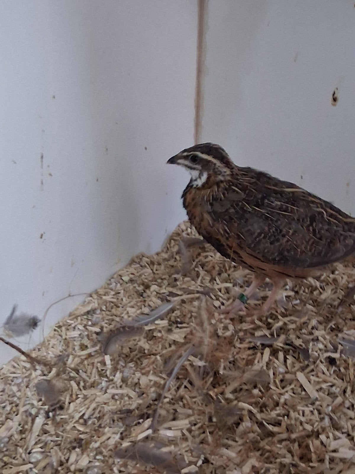HARLEKIJN MAN, Dieren en Toebehoren, Vogels | Overige Vogels, Mannelijk, Tropenvogel, Geringd