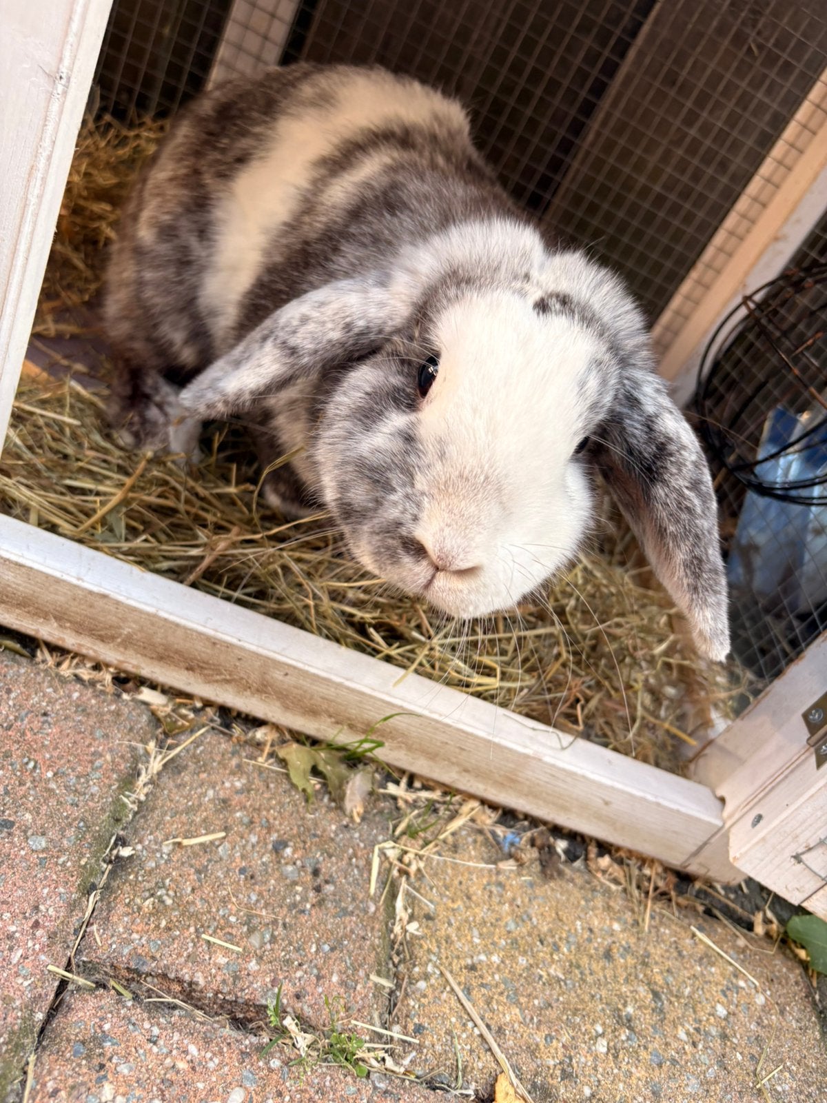 Hangoor konijn + hokken, Dieren en Toebehoren, Konijnen, Vrouwelijk, Middelgroot, Hangoor, 0 tot 2 jaar
