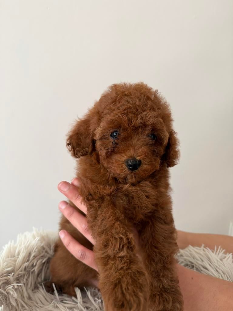 Toy Poedel pup mini Teefje Chinese lijn!, Dieren en Toebehoren, Poedel, Parvo, 8 tot 15 weken, Teef