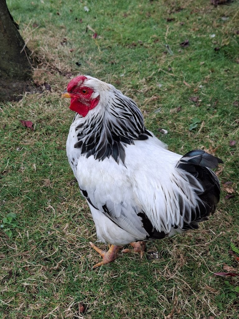 Haan - raszuivere Wyandotte - wit/zwartcolumbia, Dieren en Toebehoren, Mannelijk, Kip
