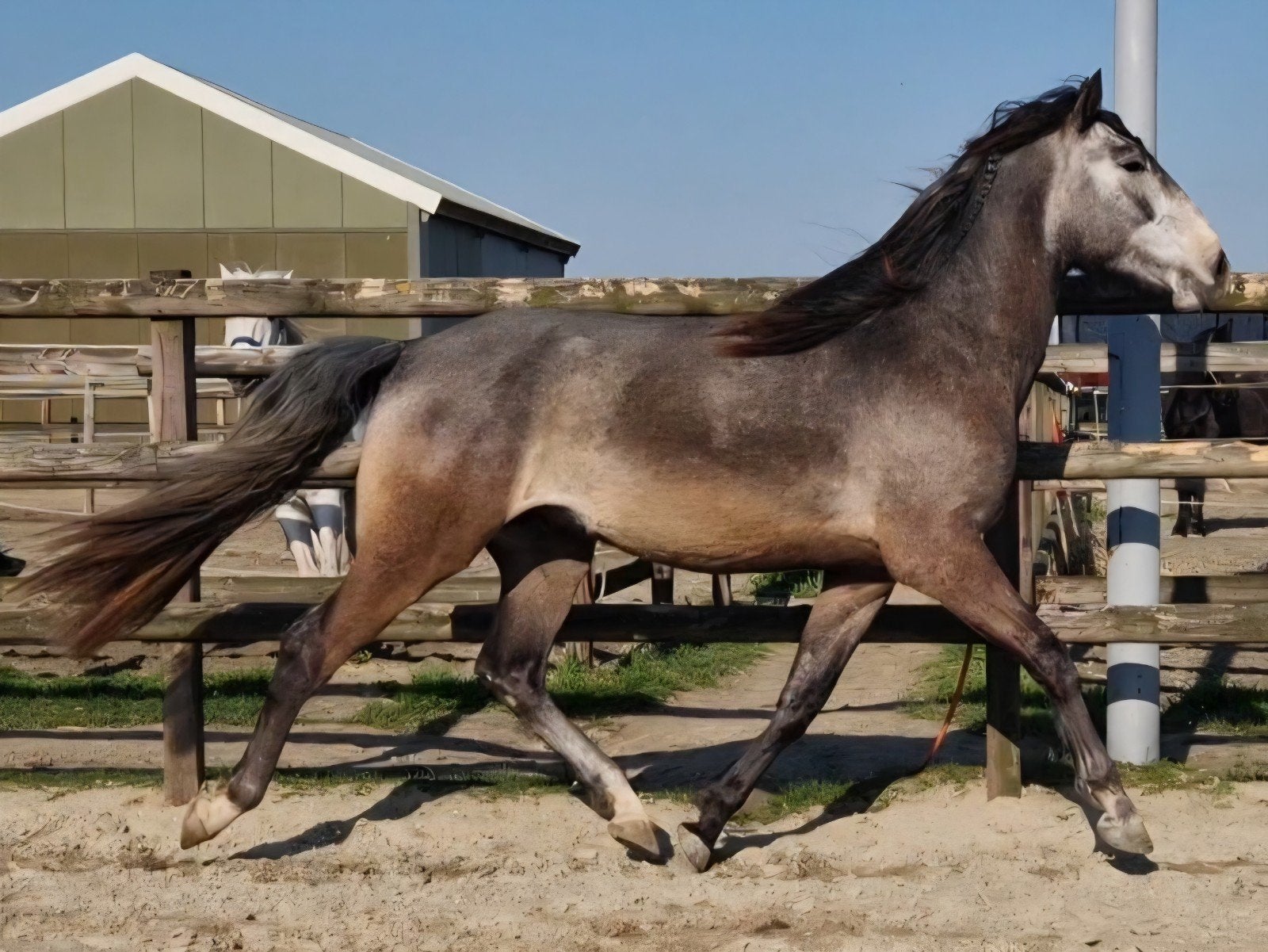 Stoere grote lusitano hengst, Dieren en Toebehoren, Paarden, Met stamboom, Dressuurpaard, Hengst, 3 tot 6 jaar