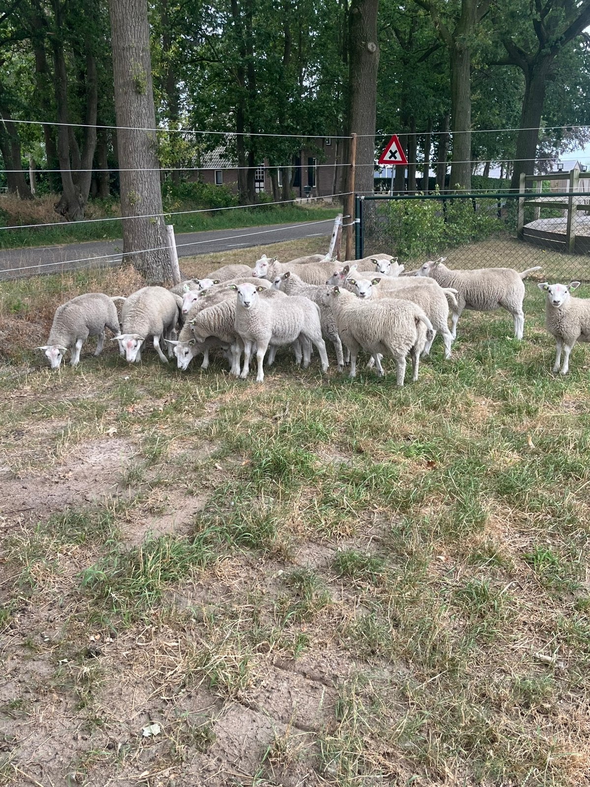 Noordhollander ooilammeren te koop, Meerdere dieren, Schaap