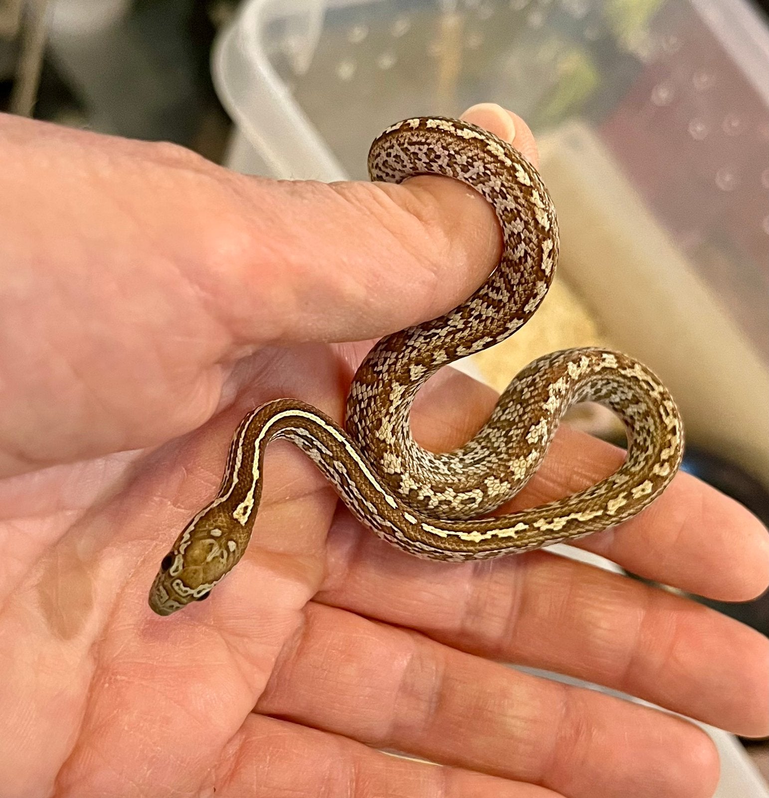 Guttatus caramel tessera het palmetto Corn Snake photo 2