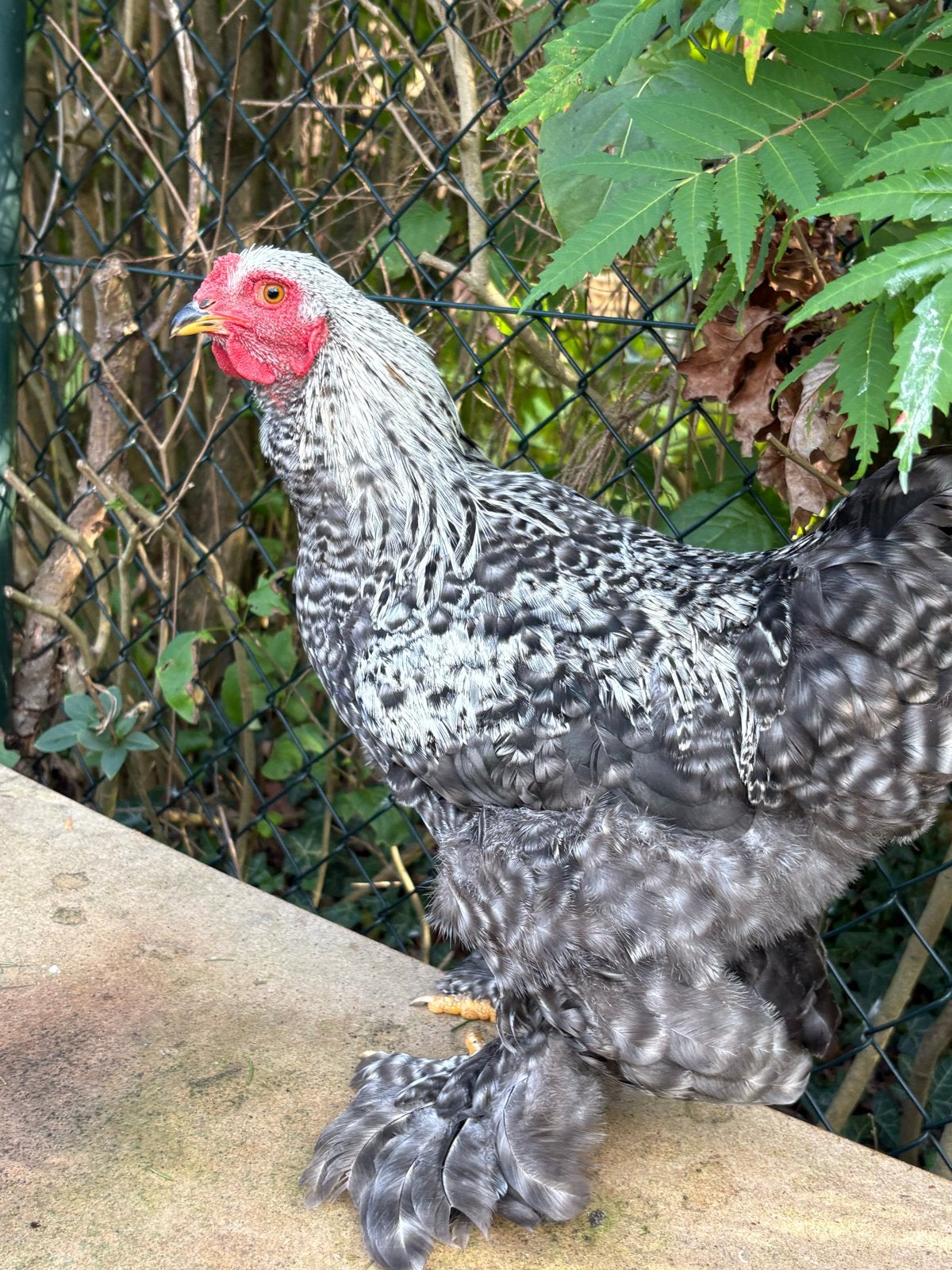 Kriel brahma haan, Dieren en Toebehoren, Mannelijk, Kip
