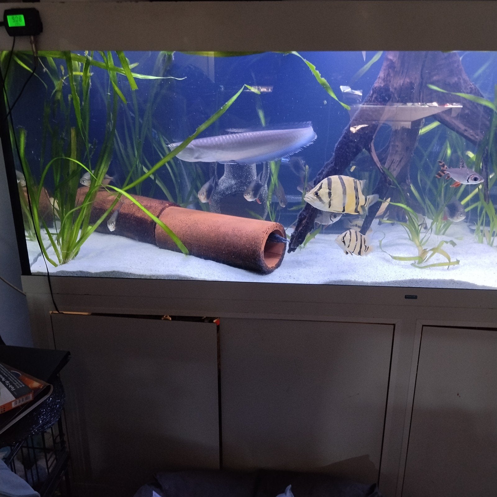 Aquarium incl visbestand, Dieren en Toebehoren, Vissen | Aquaria en Toebehoren, Ophalen, Gebruikt, Gevuld zoetwateraquarium