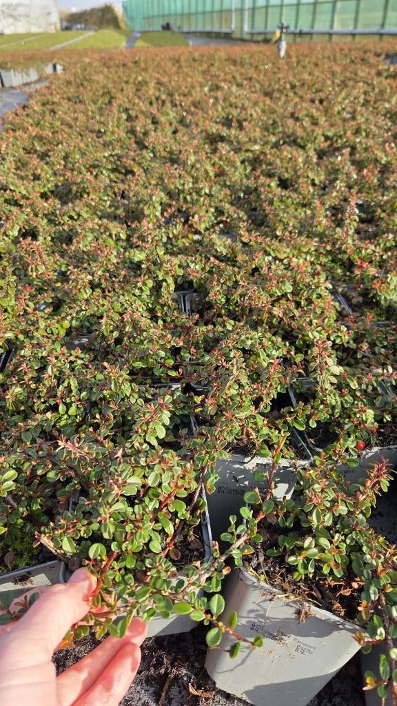 Cotoneaster Streibs Findling - dwergmispel - winterhard, Tuin en Terras, Bodembedekkers, Volle zon, Vaste plant, Ophalen of Verzenden