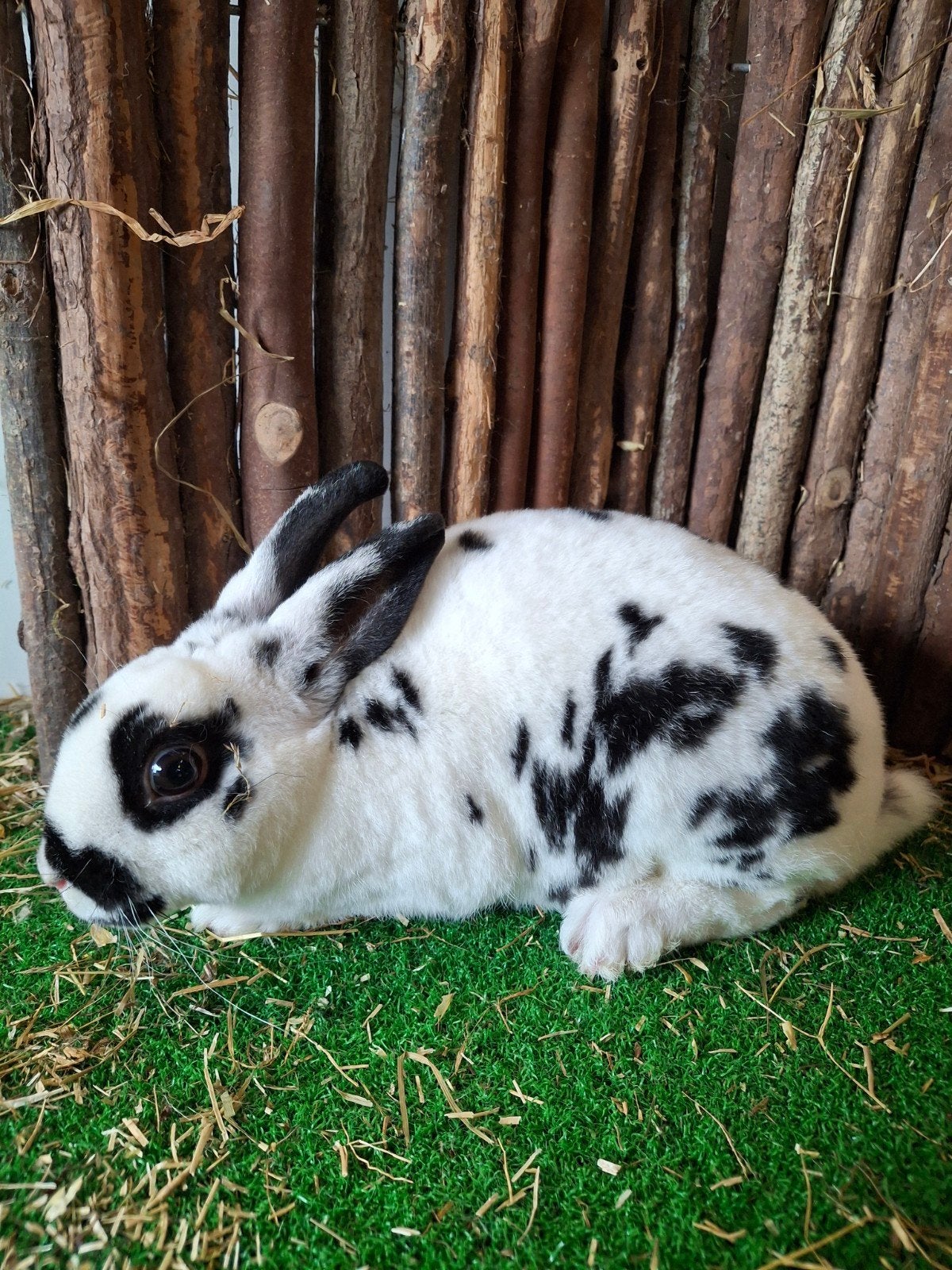 rex dwerg rammen jong, Dieren en Toebehoren, Konijnen, Meerdere dieren, Dwerg, 0 tot 2 jaar
