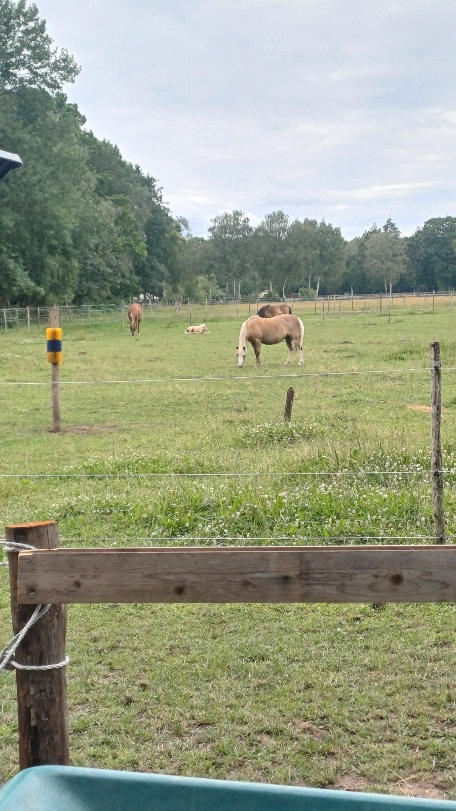 Pensionplek/pensioenplek aangeboden op paddock paradise, Dieren en Toebehoren, Stalling en Weidegang