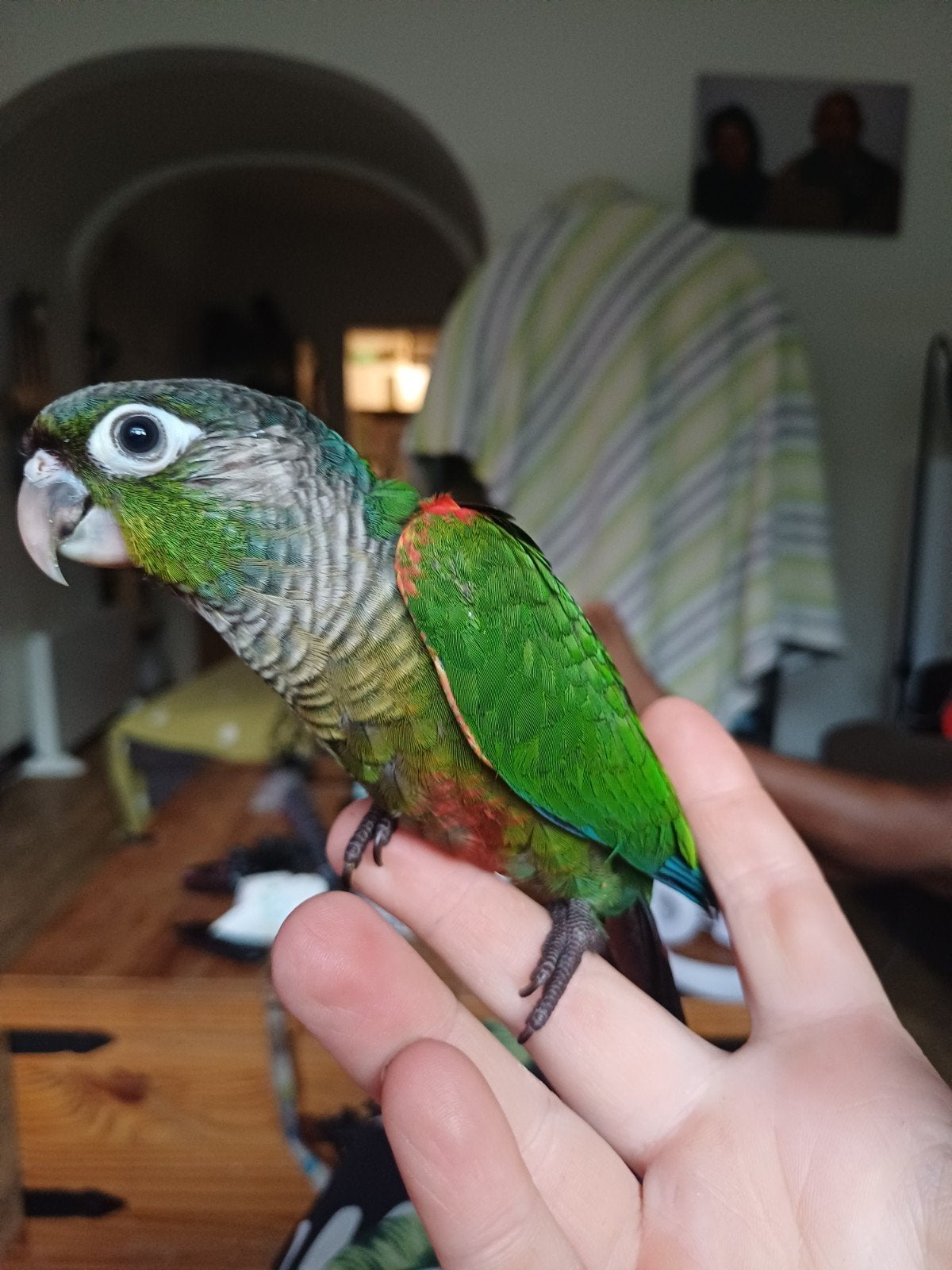 Pyrrhura babies (nog maar 1beschikbaar), Dieren en Toebehoren, Vogels | Parkieten en Papegaaien, Geslacht onbekend, Parkiet
