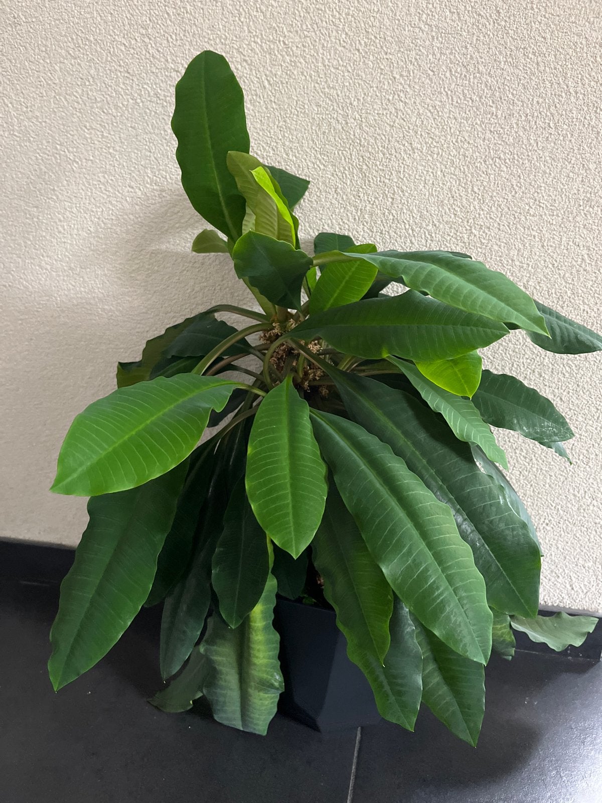 Madagascar Jewel (Euphorbia leuconeura), Huis en Inrichting, Kamerplanten, Ophalen, Overige soorten, Halfschaduw, In pot