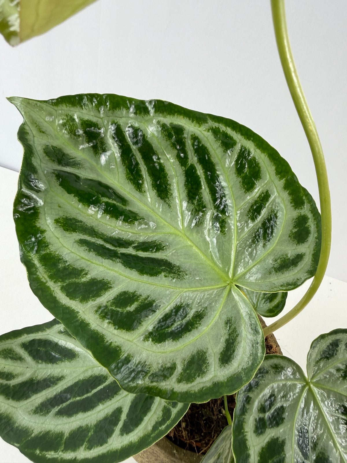 Anthurium Silver Blush Mint Mutatie #2, Overige soorten, In pot, Minder dan 100 cm, Groene kamerplant